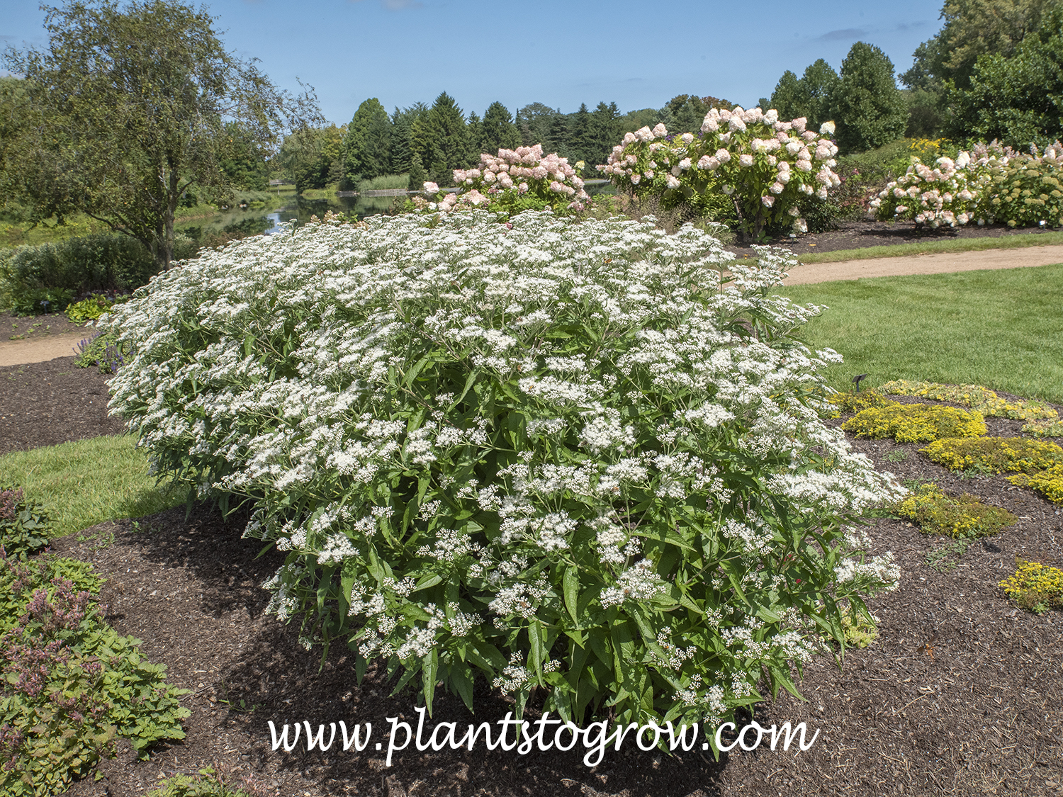 'Polish Brass' Boneset (Eupatorium)
mid August